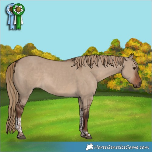Horse Color:Liver Red Dun Tobiano