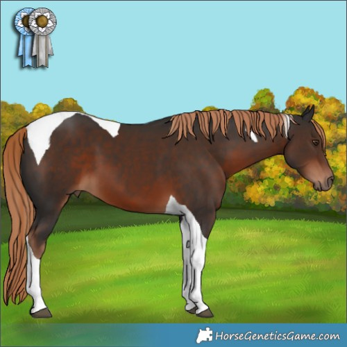 Horse Color:Liver Chestnut Tobiano 
