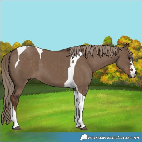 Horse Color:Liver Red Dun Tobiano 