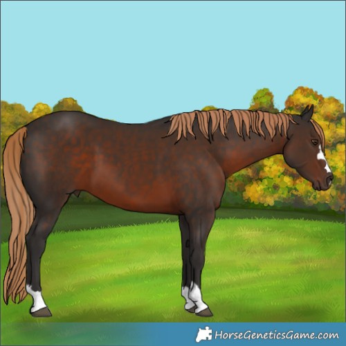 Horse Color:Liver Chestnut