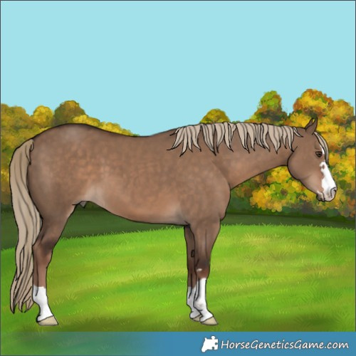 Horse Color:Liver Red Dun 