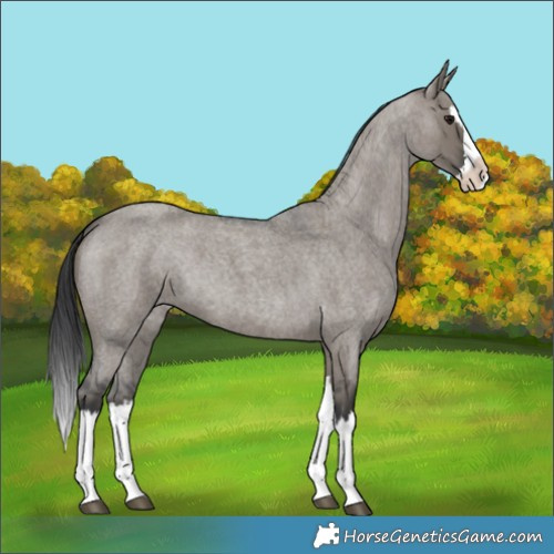 Horse Color:Grullo Roan Splash 