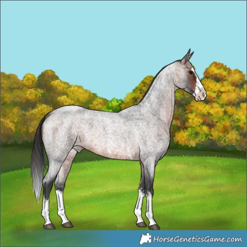 Horse Color:Brown Roan Sabino Splash 