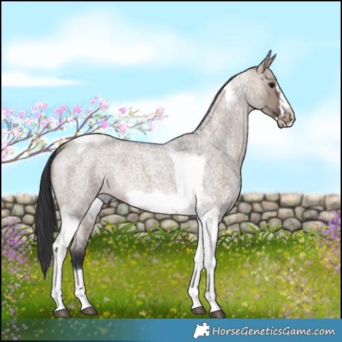 Horse Color:Brown Roan Dun Tobiano Frame Rabicano 