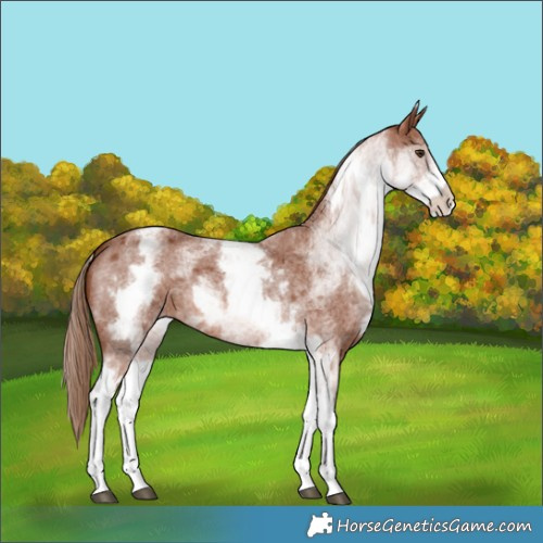 Horse Color:White Spotted Red Roan 