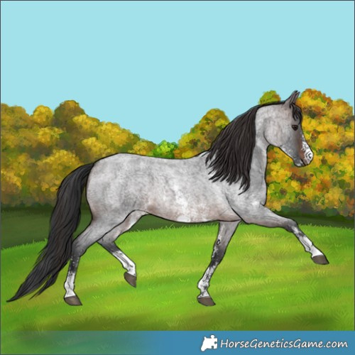 Horse Color:Brown Roan Sabino 