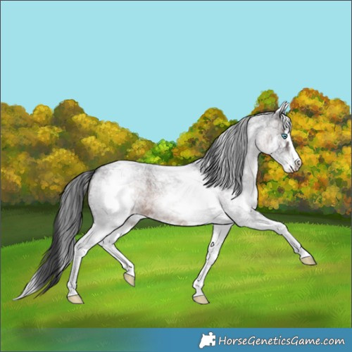 Horse Color:White Spotted Brown Roan Splash 