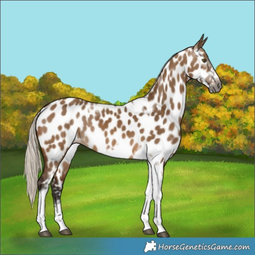 Horse Color:Gray Silver Bay Dun Tobiano Frame Appaloosa 