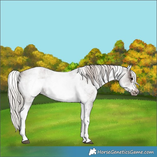 Horse Color:White Spotted Silver Blue Roan Frame 