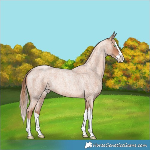 Horse Color:Gold Champagne Roan Splash 