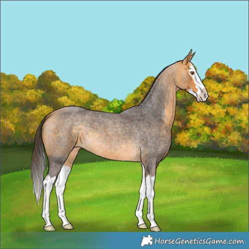 Horse Color:Buckskin Roan Splash 