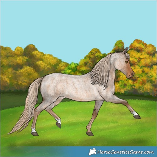 Horse Color:Chocolate Palomino Roan Rabicano 