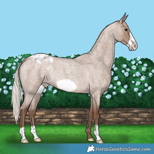Horse Color:Silver Grullo Roan Frame Appaloosa Rabicano 