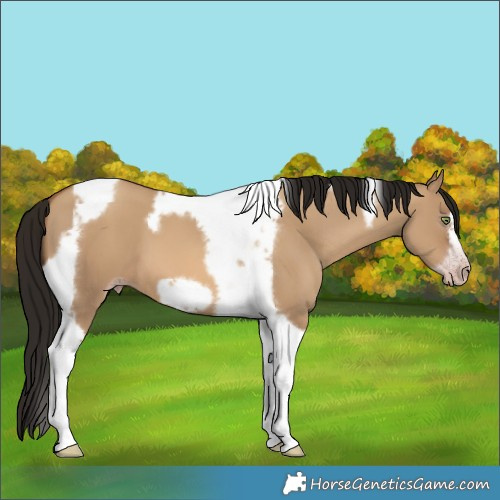 Horse Color:Gray Amber Champagne Dun Tobiano Frame 