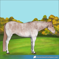 Horse Color:White Spotted Red Roan