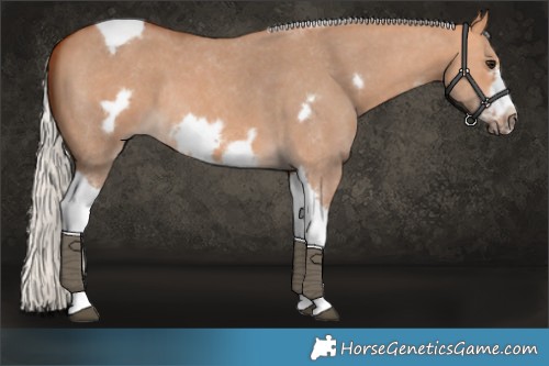 Horse Color:Silver Bay Dun Sabino Tobiano Frame Rabicano 