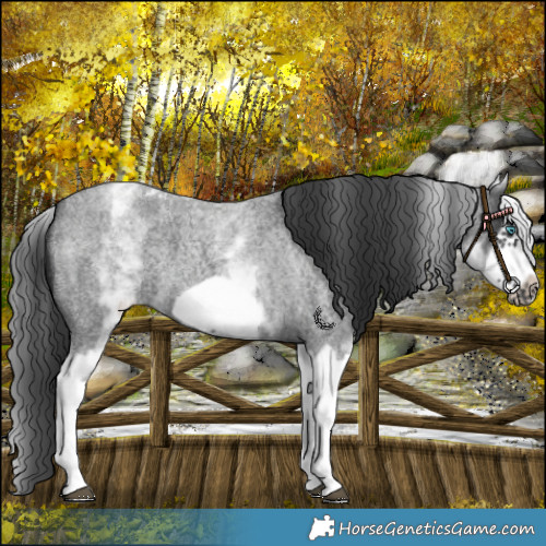 Horse Color:White Spotted Blue Roan Splash Frame Appaloosa 