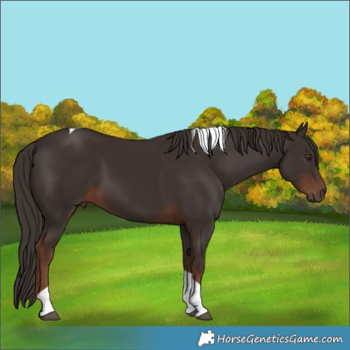Horse Color:Liver Chestnut Tobiano 