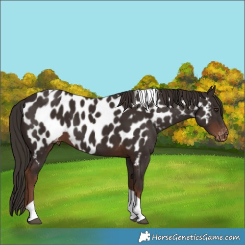 Horse Color:Liver Chestnut Tobiano Appaloosa 