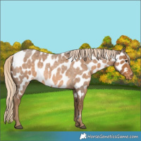 Horse Color:Chocolate Palomino Roan Near Leopard 