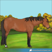 Horse Color:Bay Rabicano