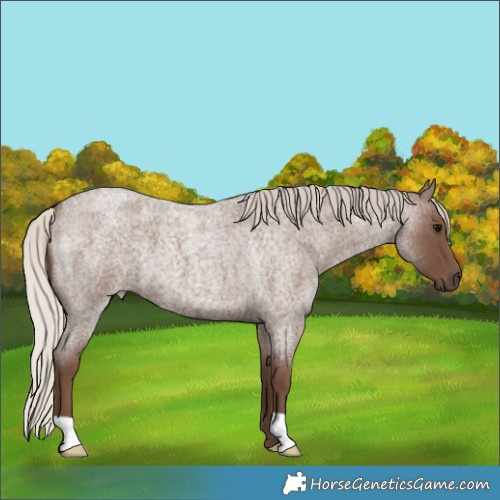 Horse Color:Silver Blue Roan