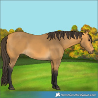 Horse Color:Buckskin 