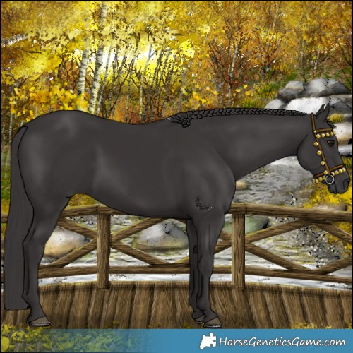 Horse Color:Smoky Black 