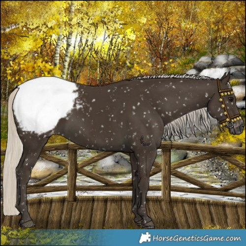 Horse Color:Gray Silver Smoky Black Snowcap