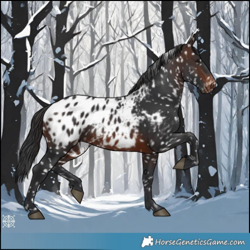 Horse Color:Brown Blanket 
