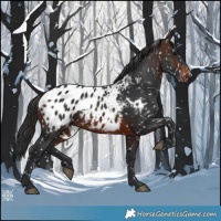 Horse Color:Brown Appaloosa