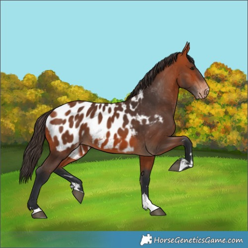Horse Color:Bay Near Leopard 
