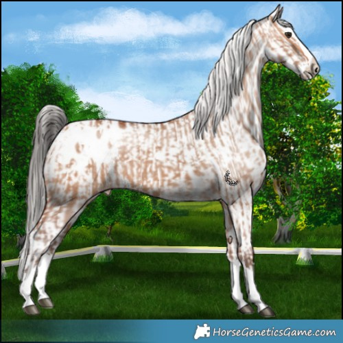 Horse Color:Silver Bay Dun Splash Blanket  and Bay Dun Sabino Splash 