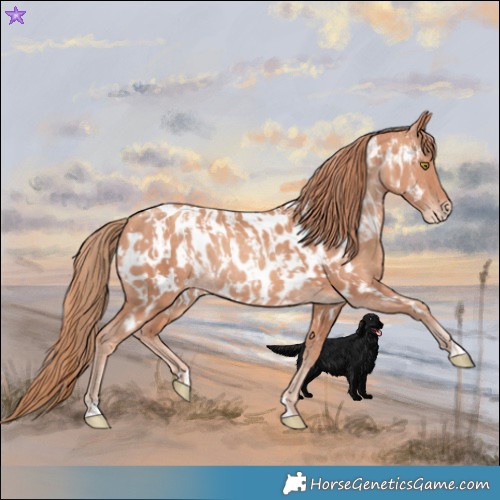 Horse Color:Gold Champagne Near Leopard  and Gold Champagne Near Leopard Rabicano 