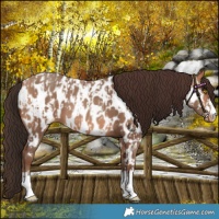 Horse Color:Amber Champagne Near Leopard and Amber Champagne Near Leopard