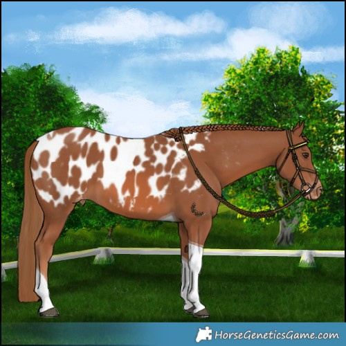 Horse Color:Chestnut Tobiano Blanket 