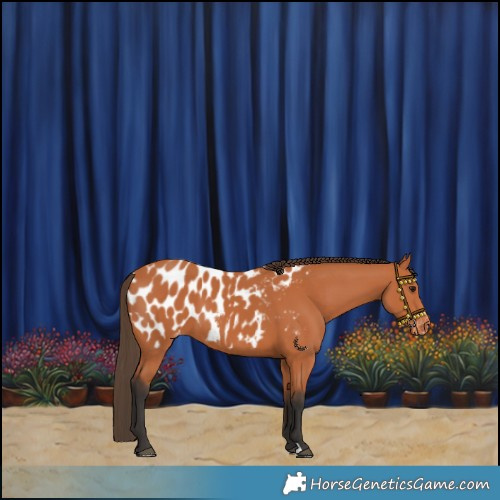 Horse Color:Bay Near Leopard 