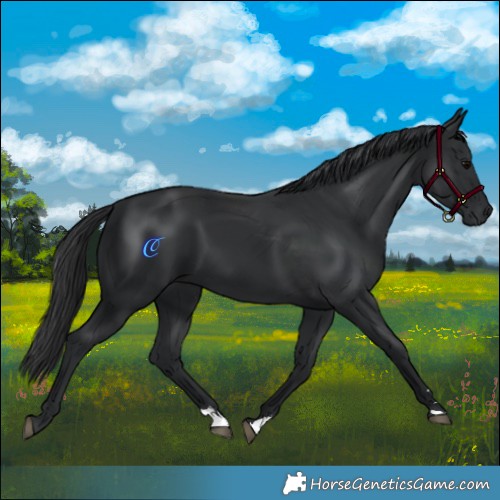 Horse Color:Black 