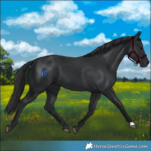 Horse Color:Black 