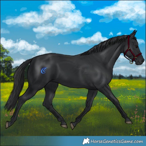 Horse Color:Black 