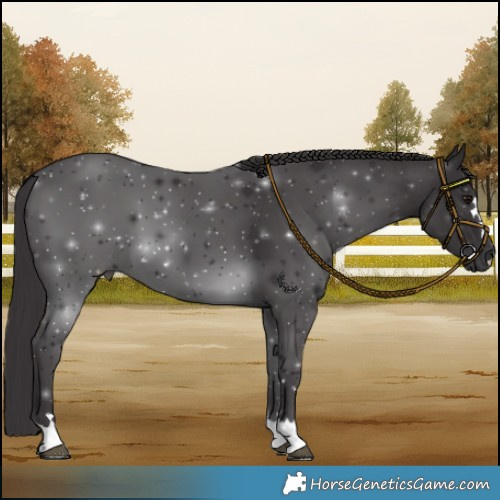 Horse Color:Smoky Black 