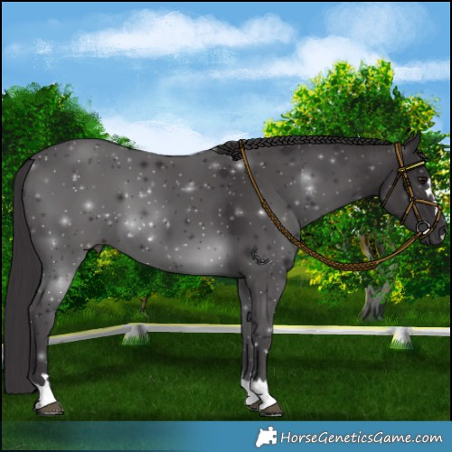 Horse Color:Smoky Black 