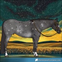 Horse Color:Smoky Black 