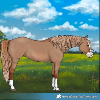 Horse Color:Red Dun Splash 