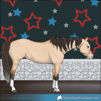 Horse Color:Bay Dun Splash 