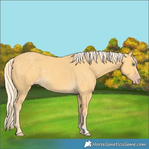 Horse Color:Gold Cream Champagne 
