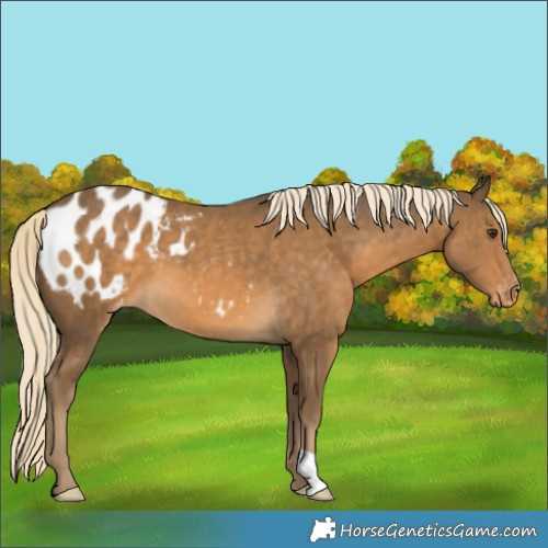 Horse Color:Chocolate Palomino Appaloosa 