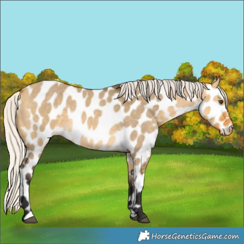 Horse Color:Silver Buckskin Dun Appaloosa Rabicano 