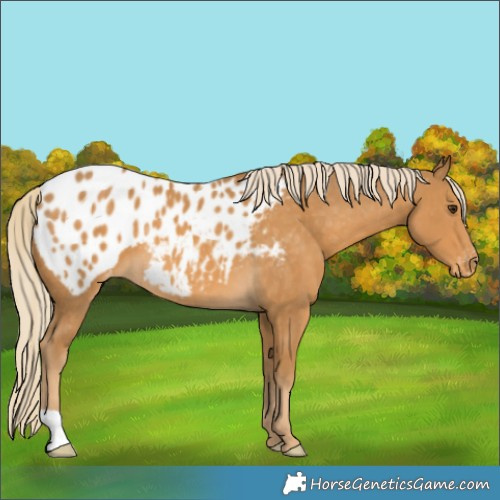 Horse Color:Palomino Appaloosa 