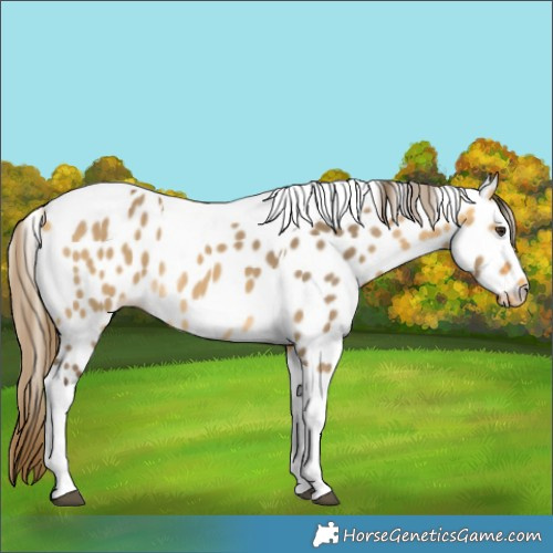 Horse Color:Buckskin Dun Tobiano Appaloosa 